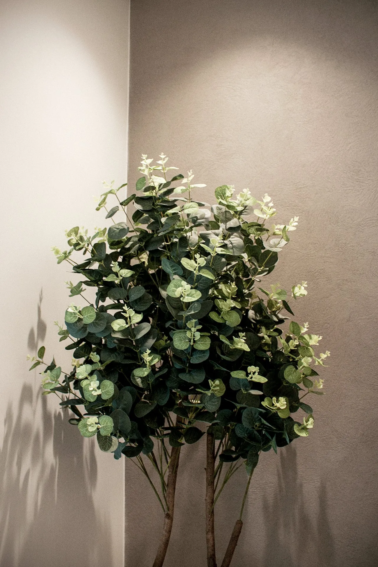 Large green plant against the grey textured wall, its leaves casting shadows in the light